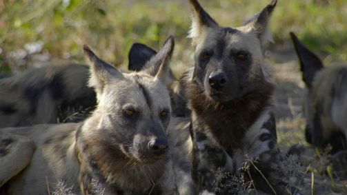 AFRIKA: WILDER HORIZONT AFRIKA: WILDER HORIZONT Folge 3: Der Okavango, die große Oase Afrikas