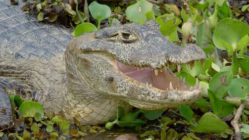 Brasilien ungezähmt Brasilien ungezähmt Folge 10: Das Pantanal