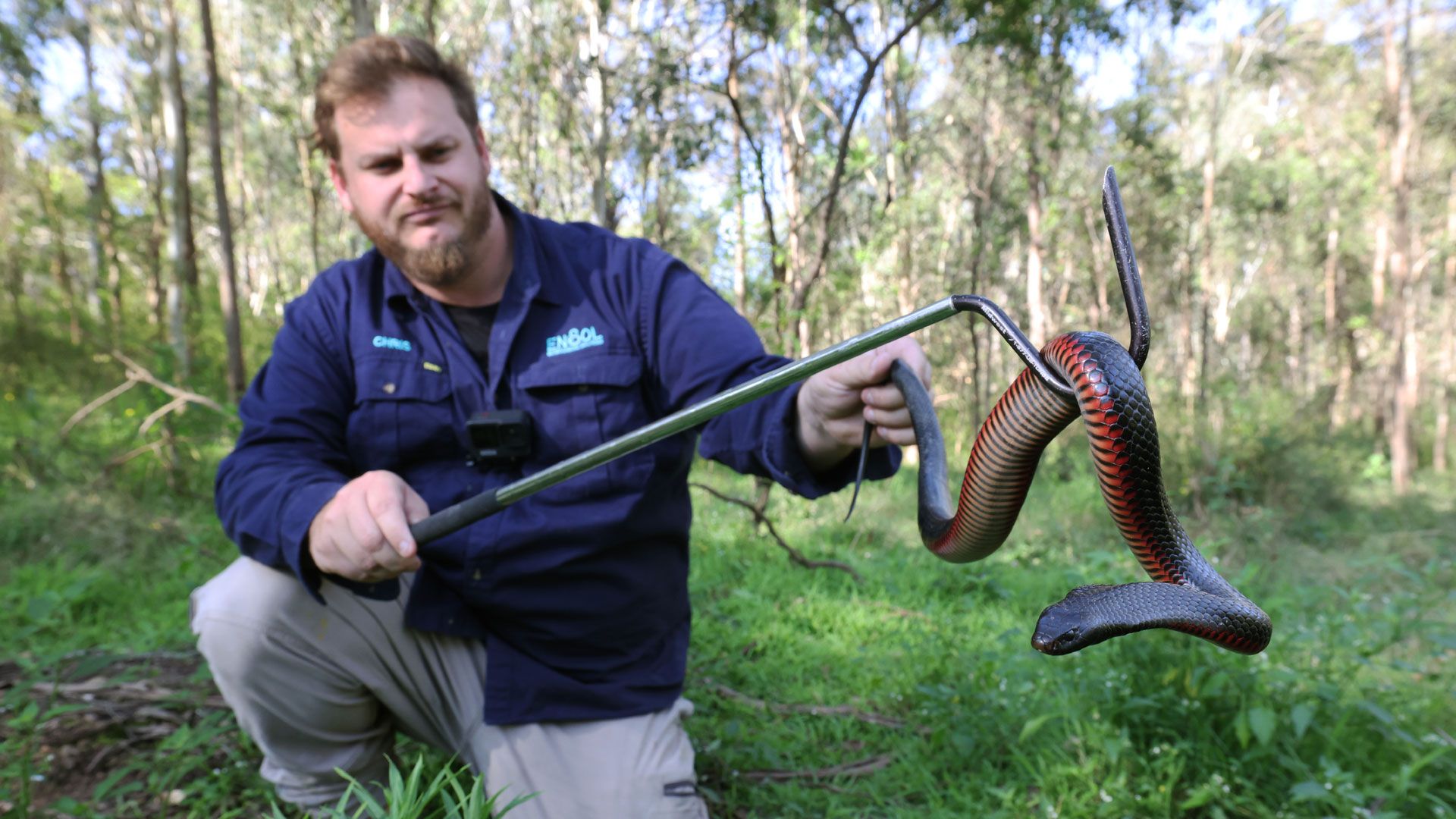 Reptilienjagd im Schuppen