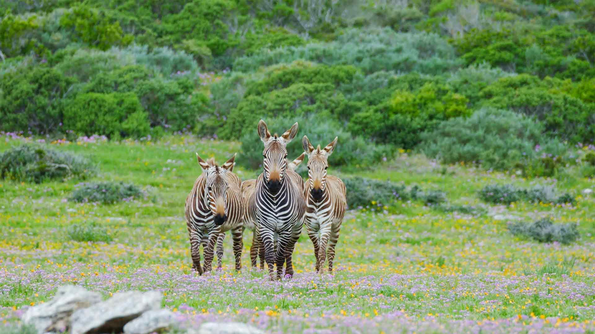 Sandveld: Land der Kontraste
