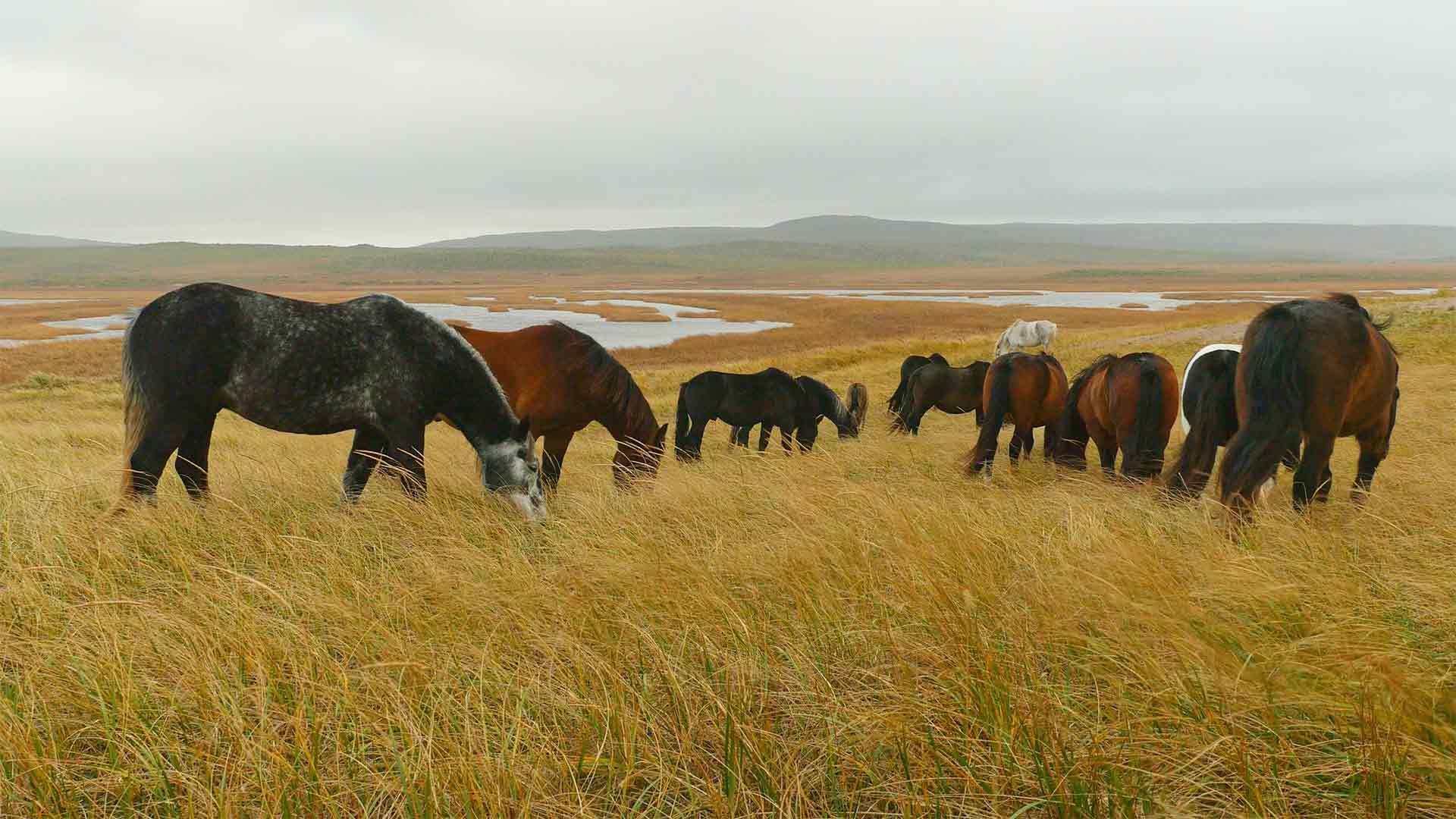 Die Pferde von St. Pierre & Miquelon