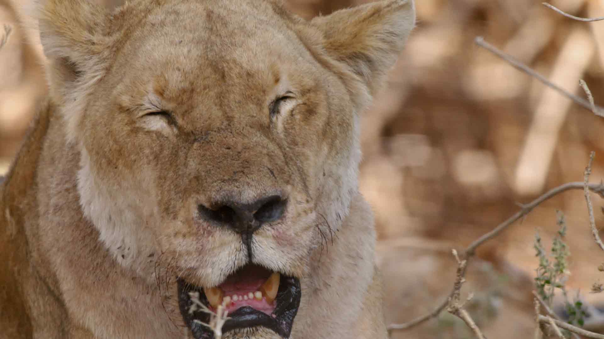 Das Leben der Raubtiere