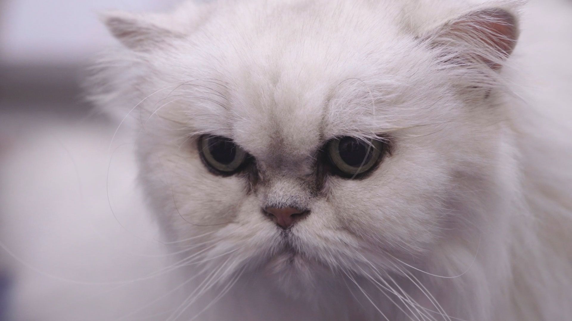 Die verschluckte Reisszwecke