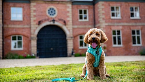 Unsere Hundeschule Unsere Hundeschule Folge 3: Episode 3