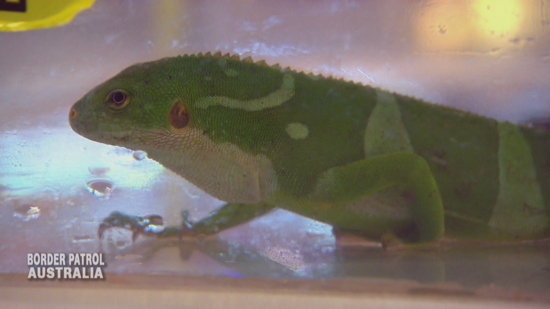 Leguane auf Kreuzfahrt