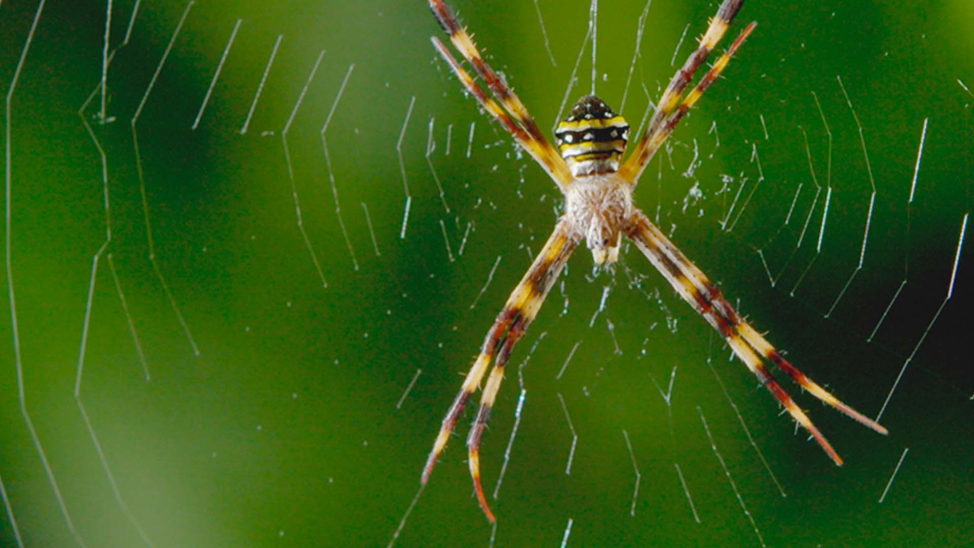 Das geheimnisvolle Leben der Käfer und Schmetterlinge