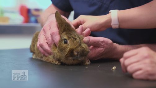 Praxis Dr. Dreesen - Ein Hof für Tiere Praxis Dr. Dreesen - Ein Hof für Tiere Folge 1: Volle Aufmerksamkeit für krankes Kaninchen