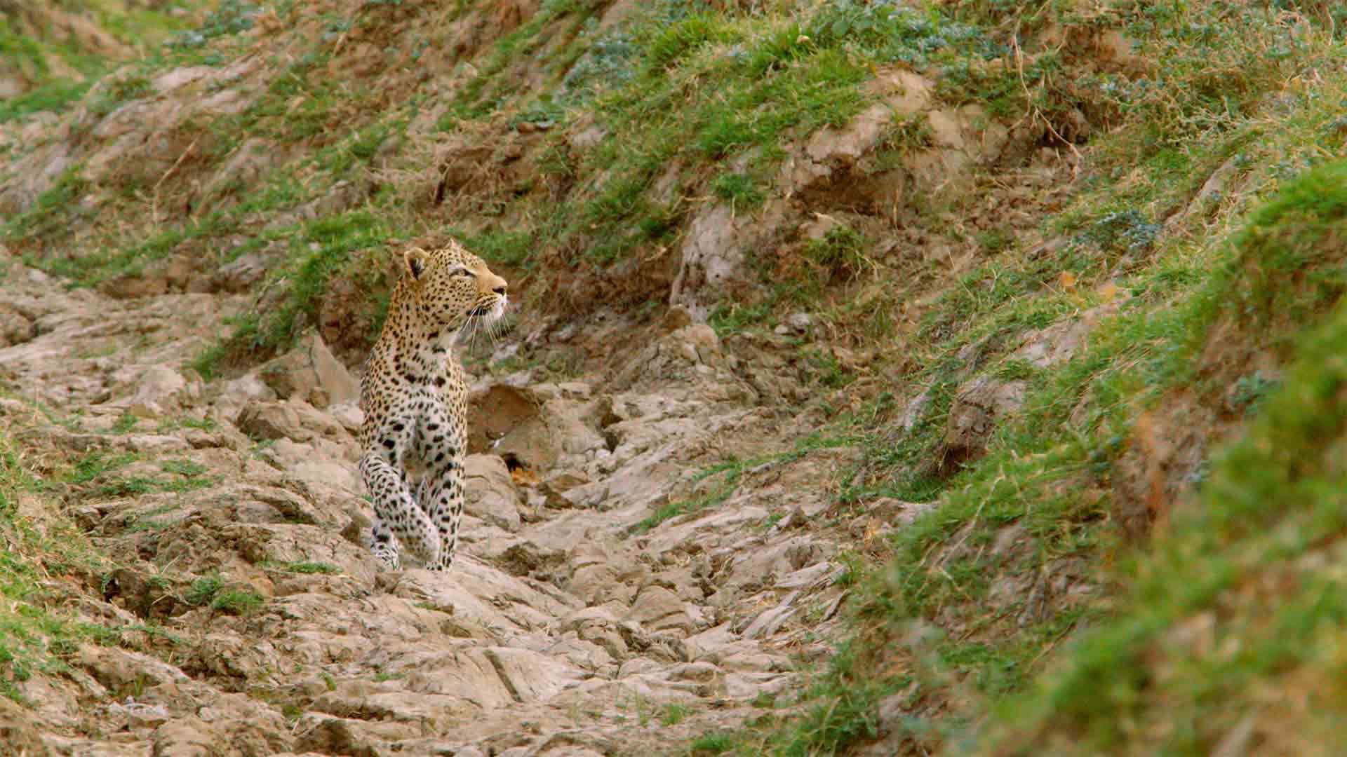 Der hungrige Leopard