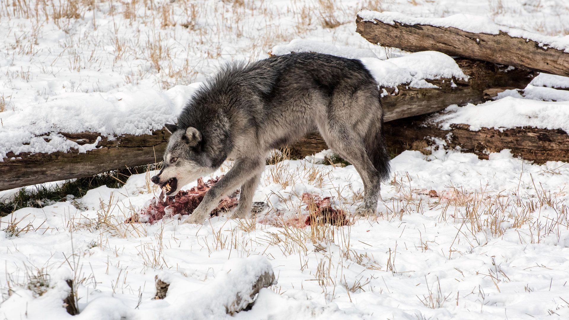 Multikulti in der Steinzeit