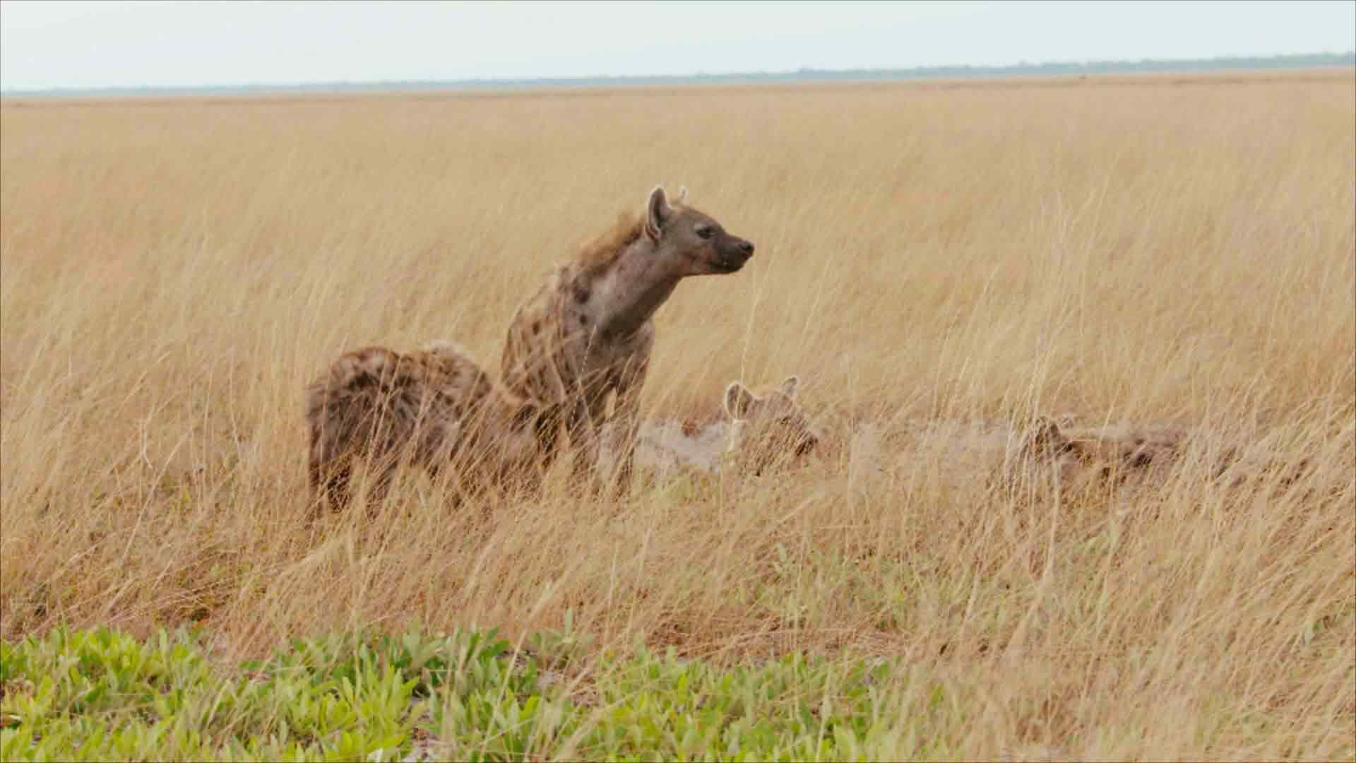 Überlebende der Prärien