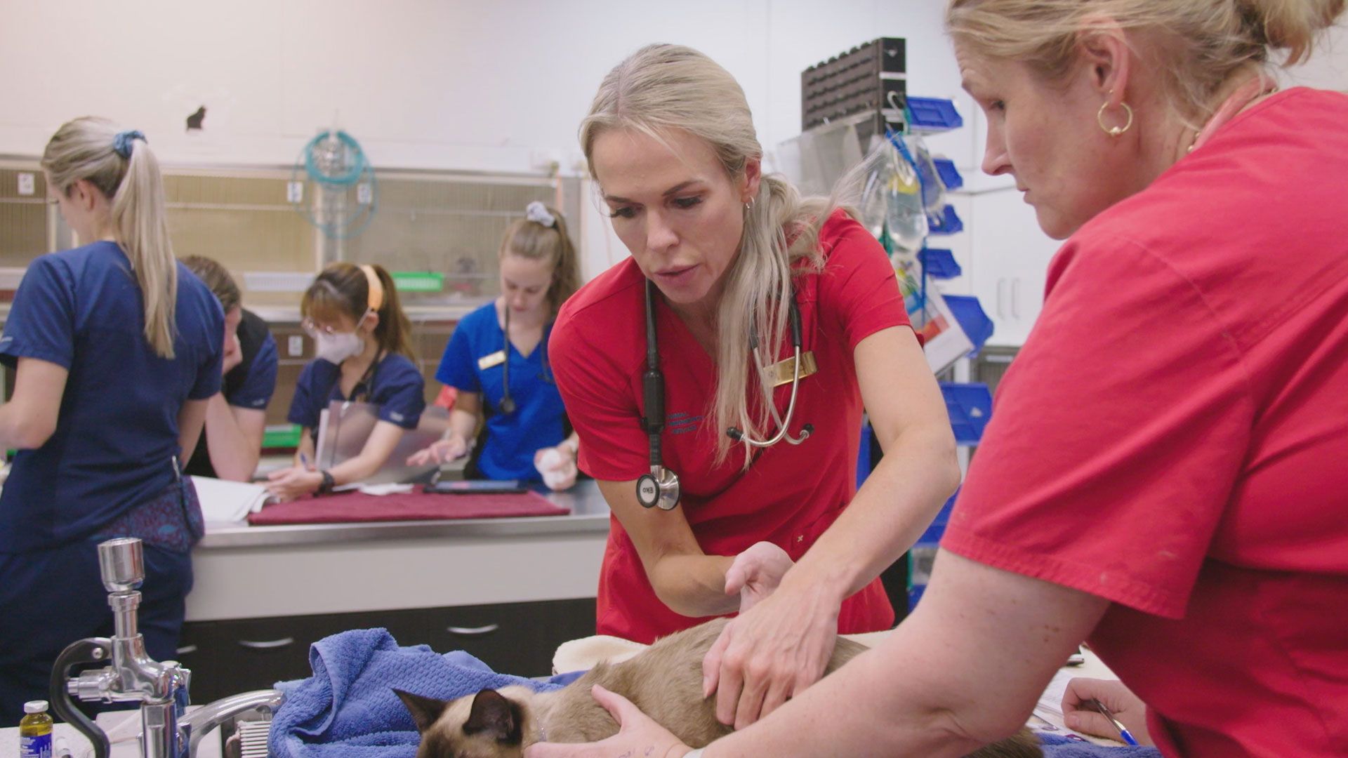 Wunderkater und Einhorn-Hund