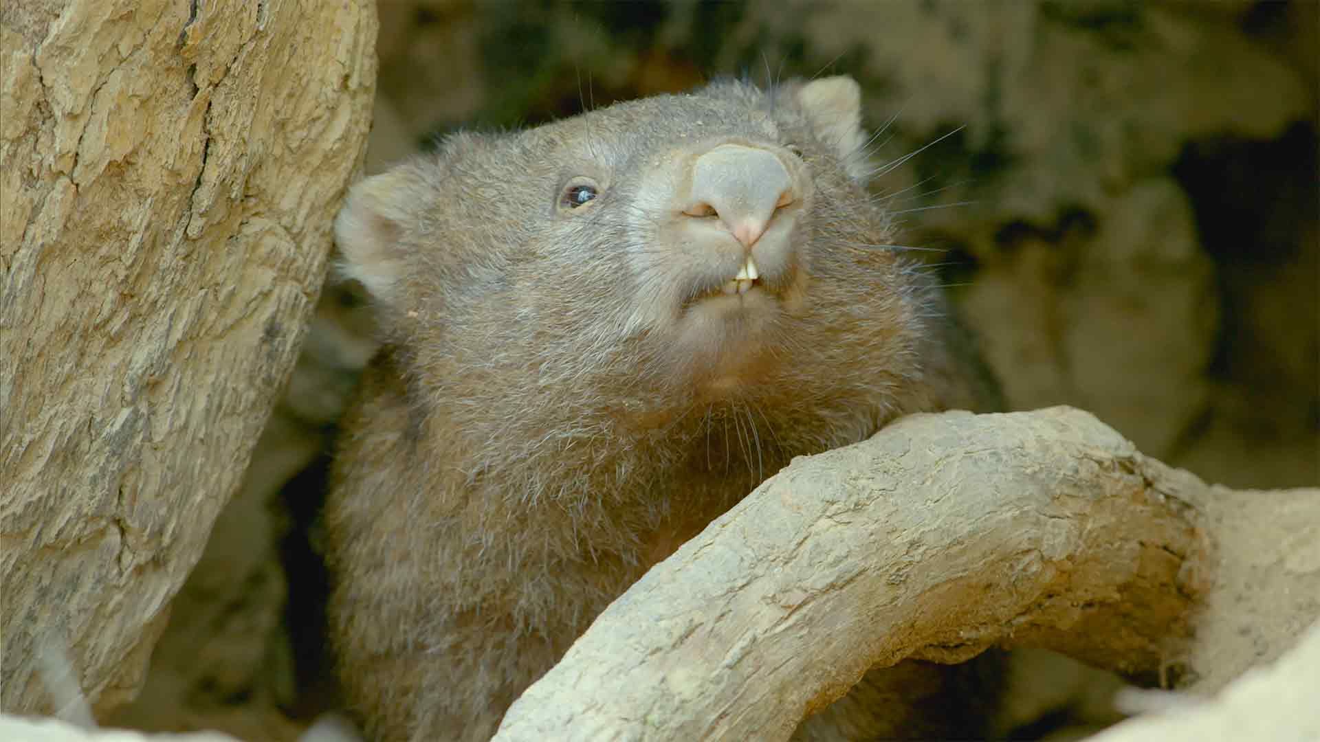 Wombatwald