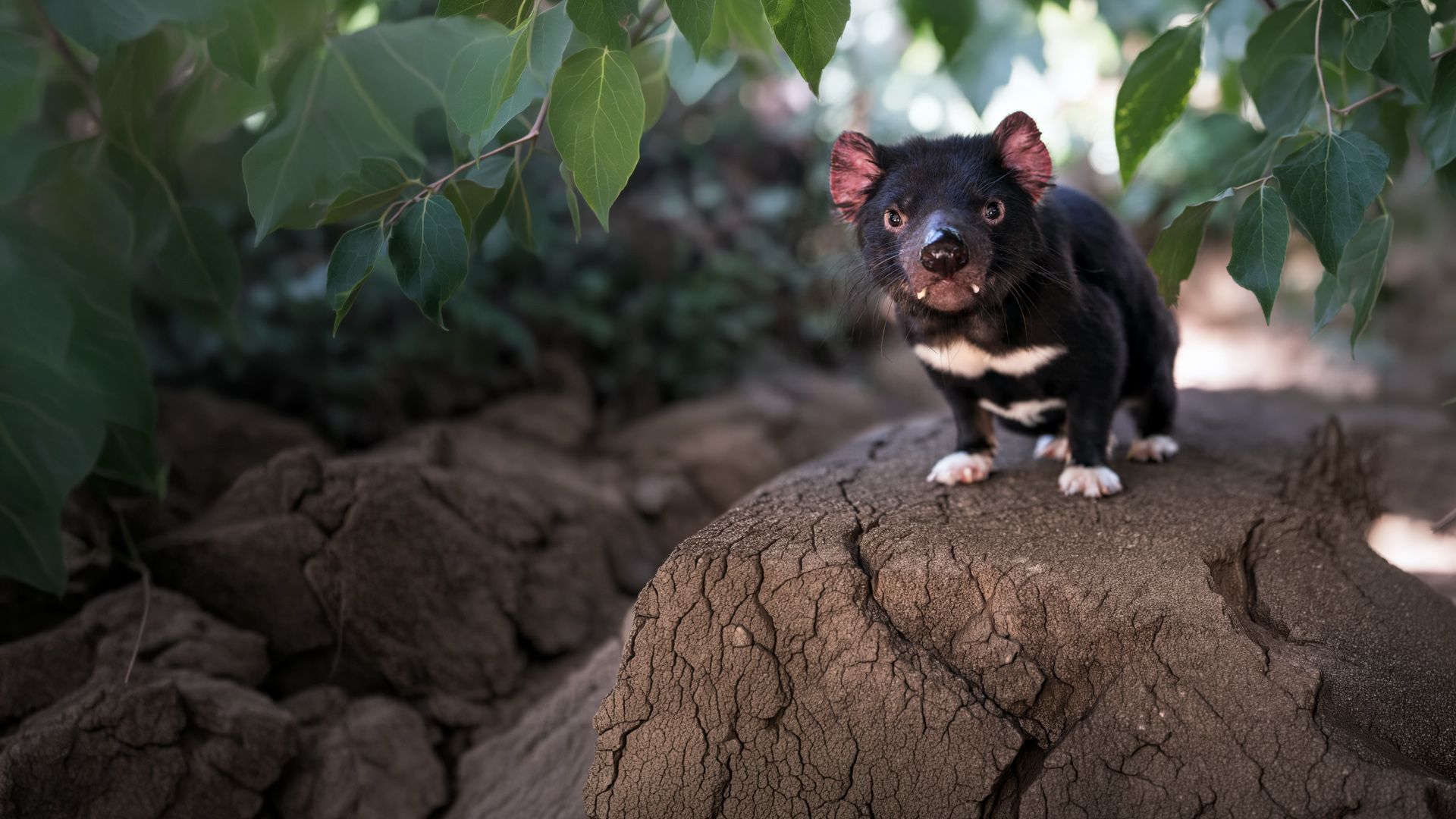 Das geheime Leben der Tasmanischen Beutelteufel