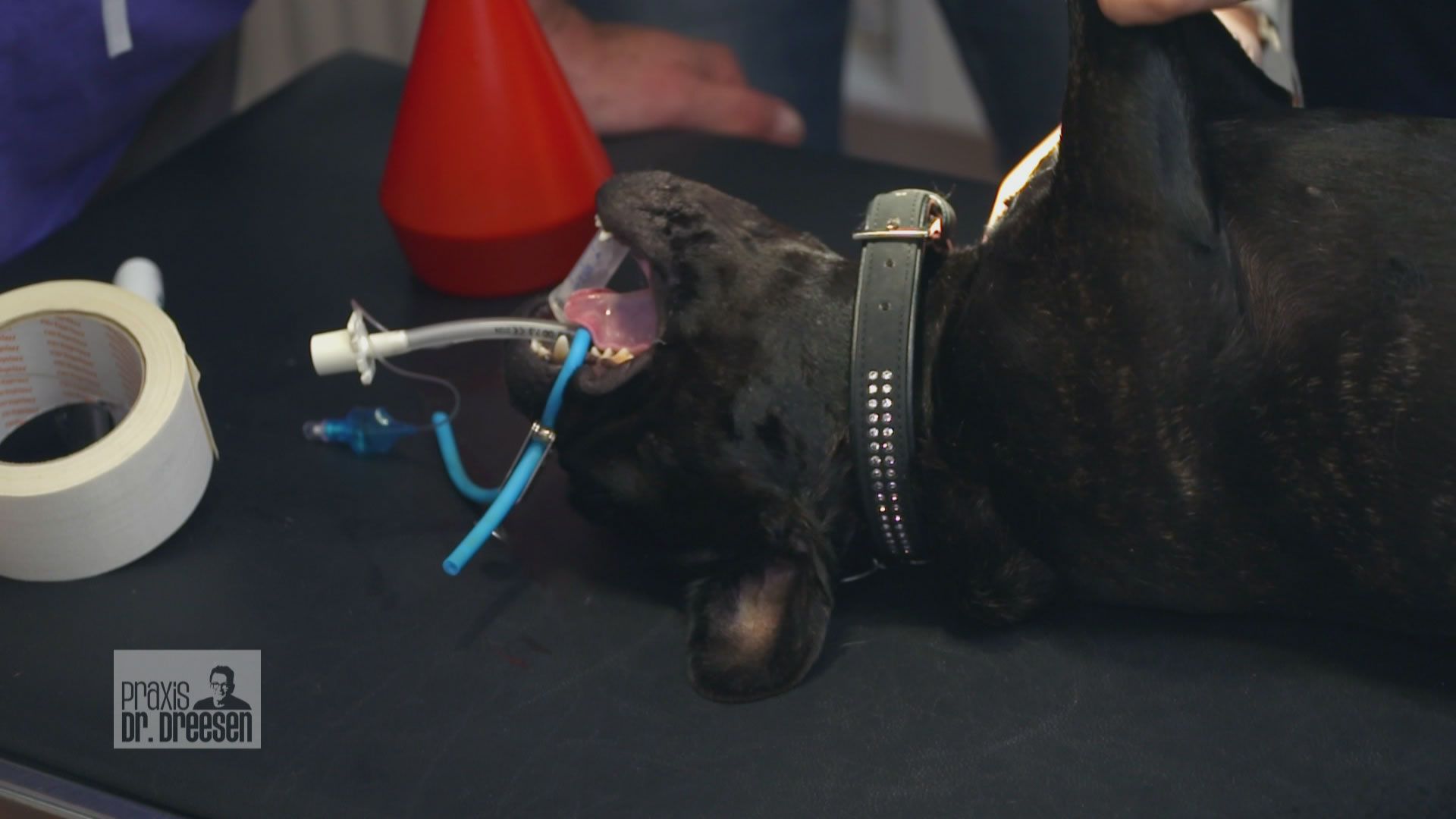 Notfall bei French Bully Hündin Bonnie