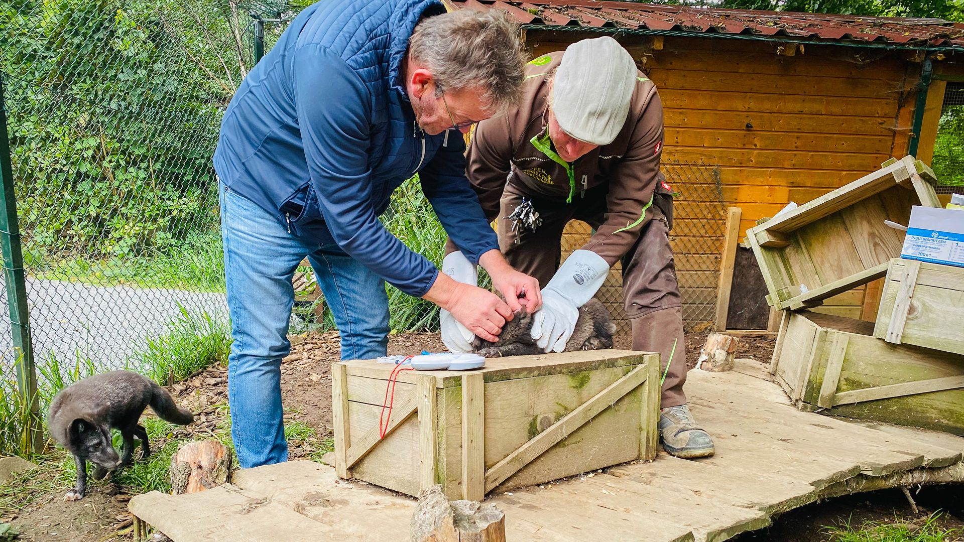 Impftermin für sechs wuselige Polarfuchswelpen
