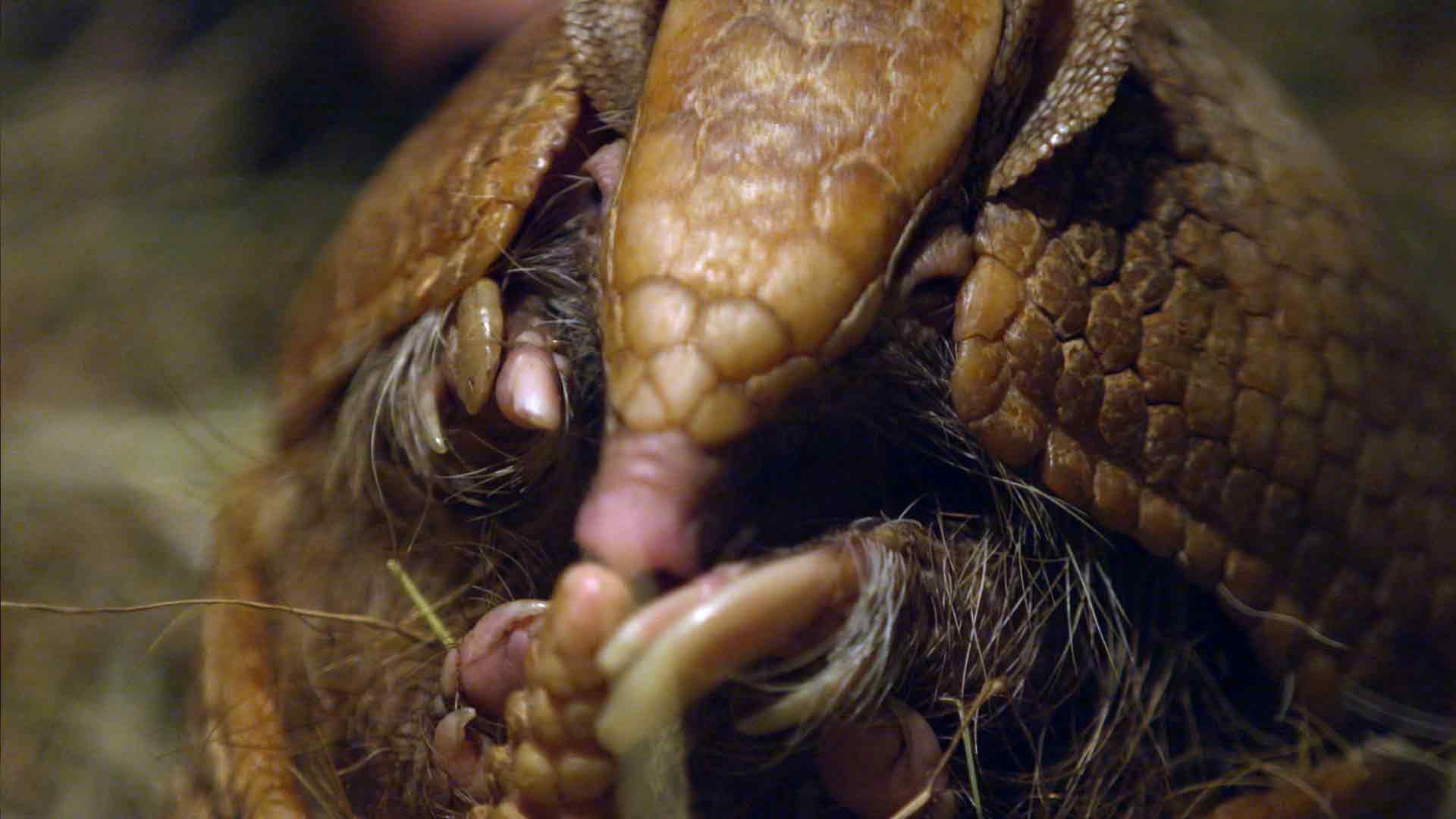 Immer ein As im Ärmel