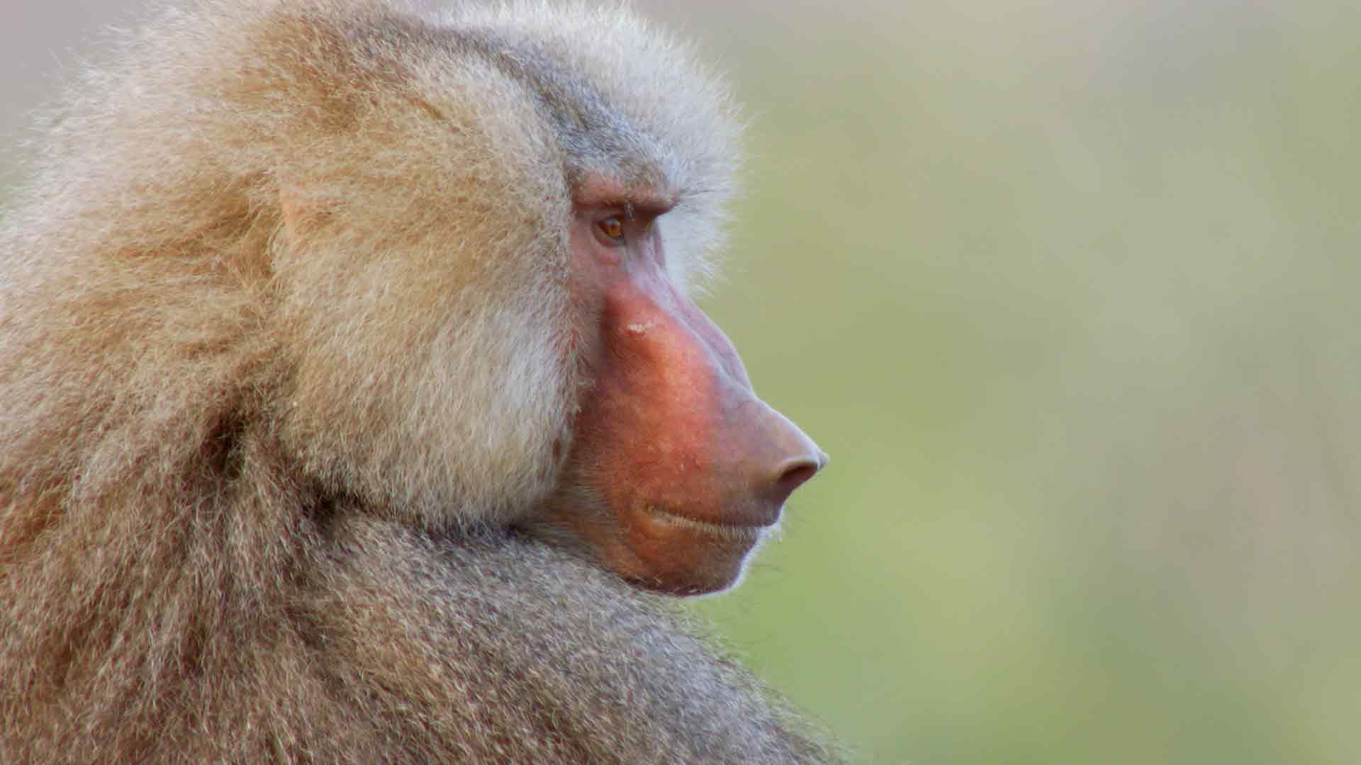 Die Hamadryas im Awash-Nationalpark