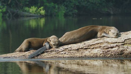 Brasilien ungezähmt Brasilien ungezähmt Folge 9: Großes Otter-Schutzgebiet