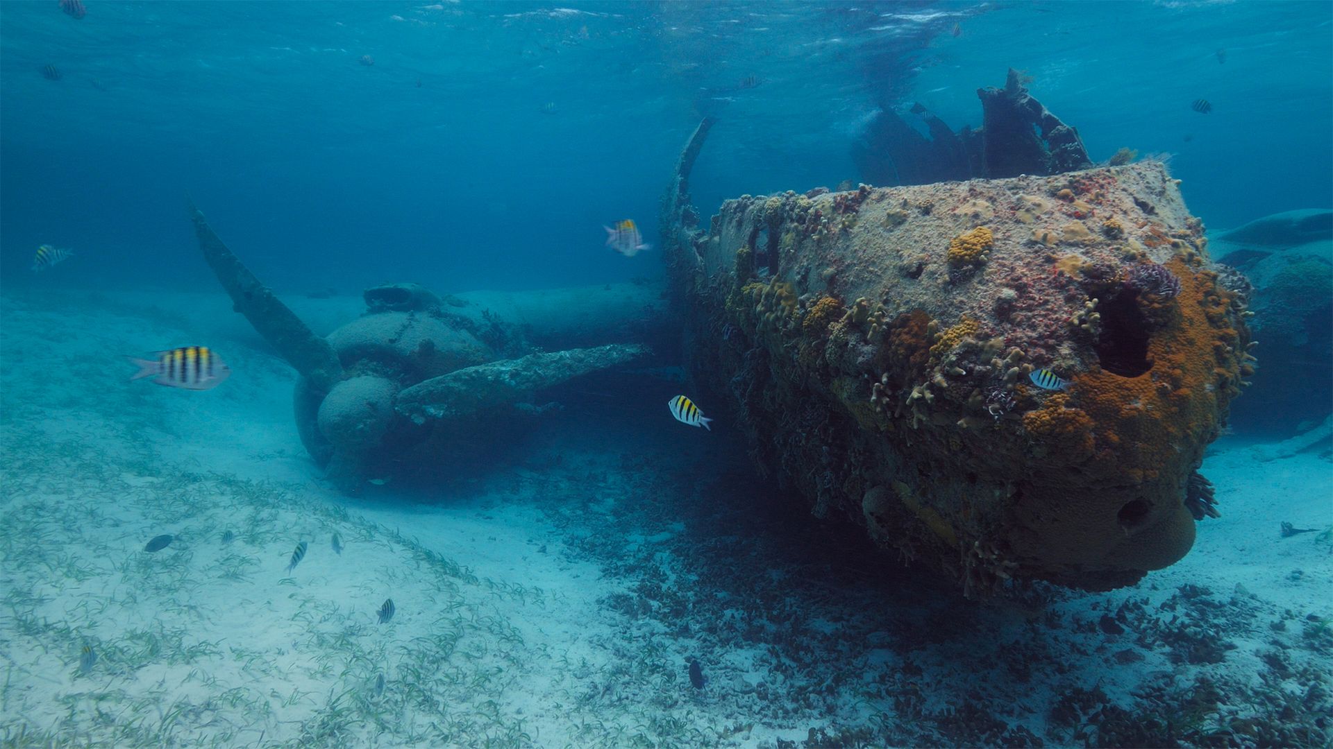 Hollywood-Wracks auf den Bahamas