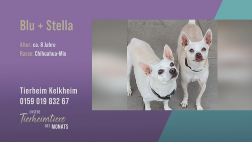 Unsere Tierheimtiere des Monats Unsere Tierheimtiere des Monats Folge 39: Verschmustes Chihuahua-Doppelpack für Rentner
