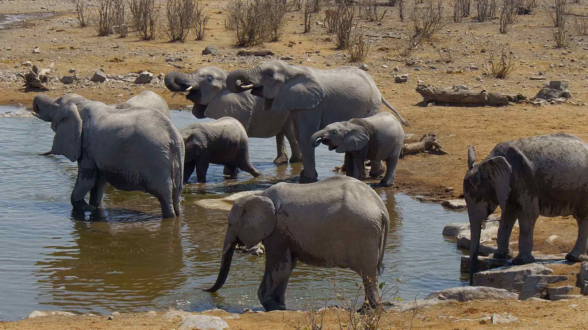 Etosha: Großer, weißer See