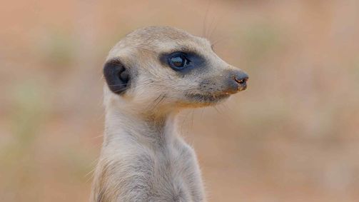 AFRIKA: WILDER HORIZONT AFRIKA: WILDER HORIZONT Folge 5: Die Kalahari