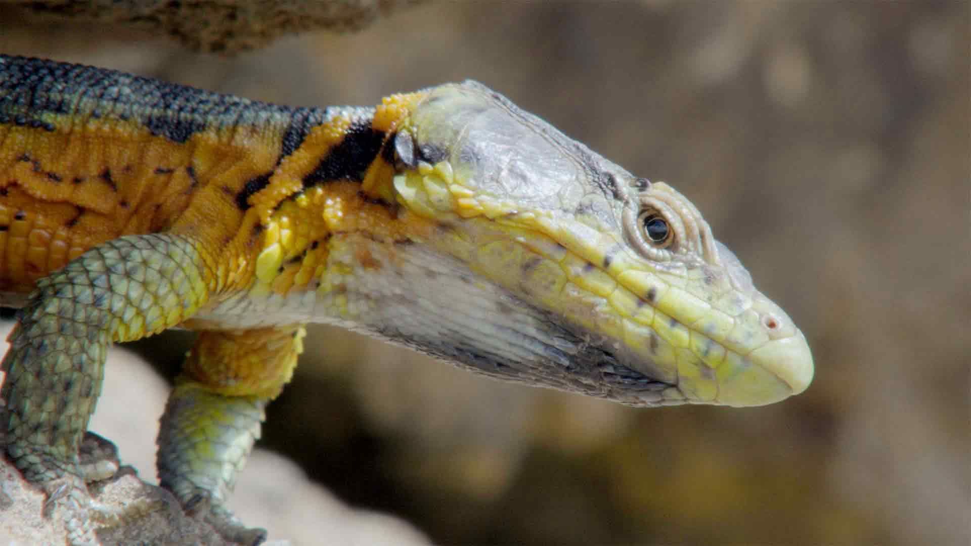 Außergewöhnliche Reptilien