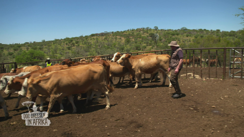 Doc Dreesen in Afrika - Jetzt wird's wild! Doc Dreesen in Afrika - Jetzt wird's wild! Folge 2: Folge 2