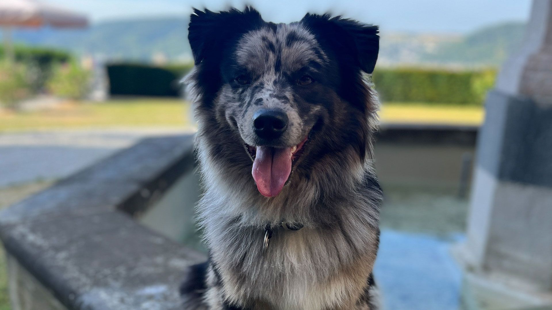 Mantrailing-Training mit Meeko