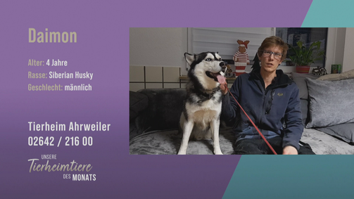 Unsere Tierheimtiere des Monats Unsere Tierheimtiere des Monats Folge 33: Für Hundeerfahrene: Siberian Husky Daimon