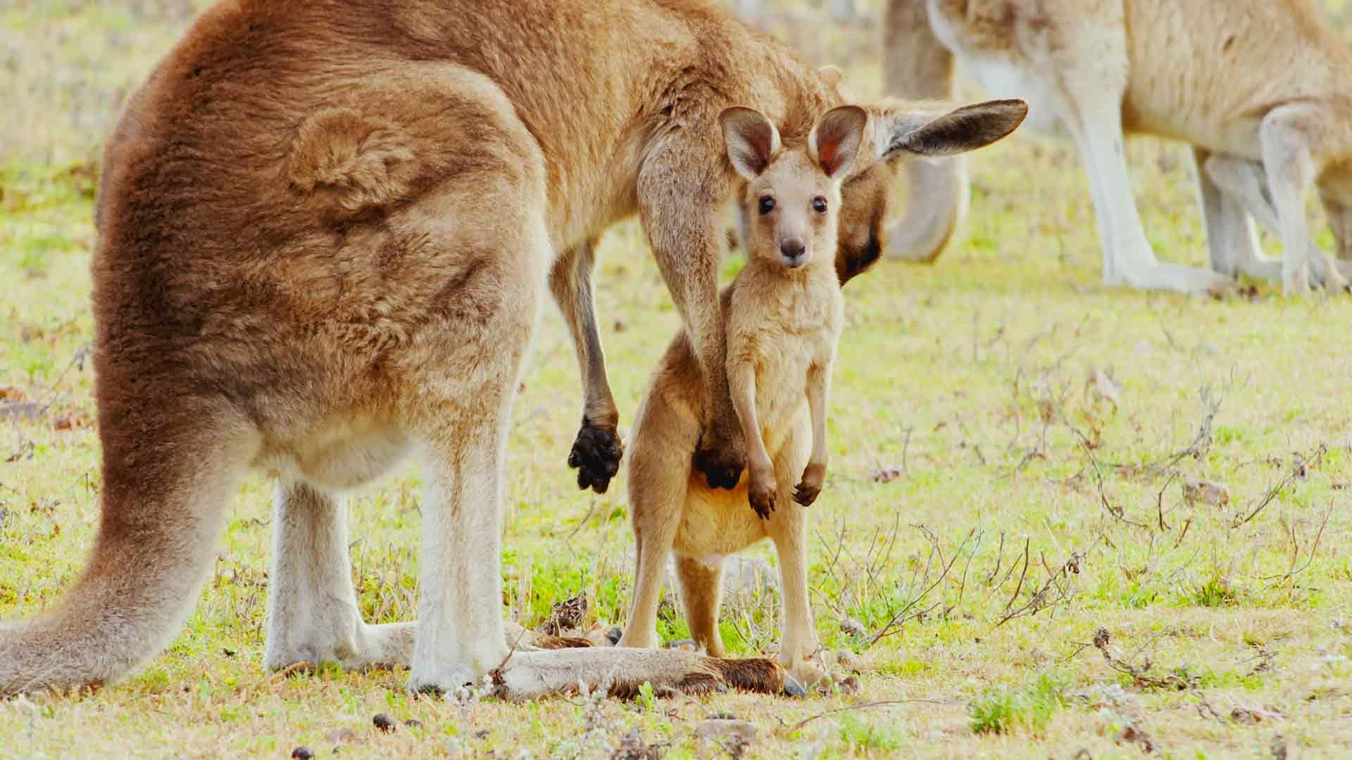 Vom Beutel auf die Füße