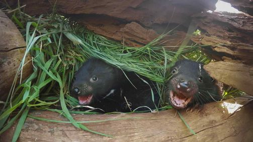 Das geheime Leben der Tasmanischen Beutelteufel Das geheime Leben der Tasmanischen Beutelteufel Folge 2: Junge Teufel