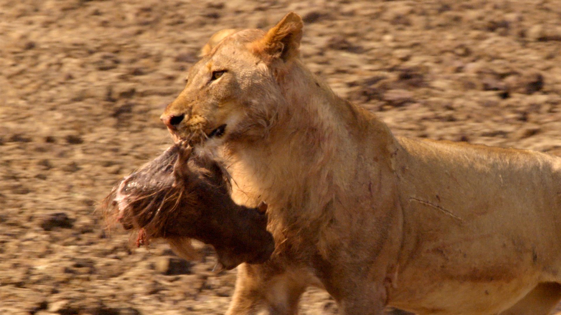 Land der Löwenrudel