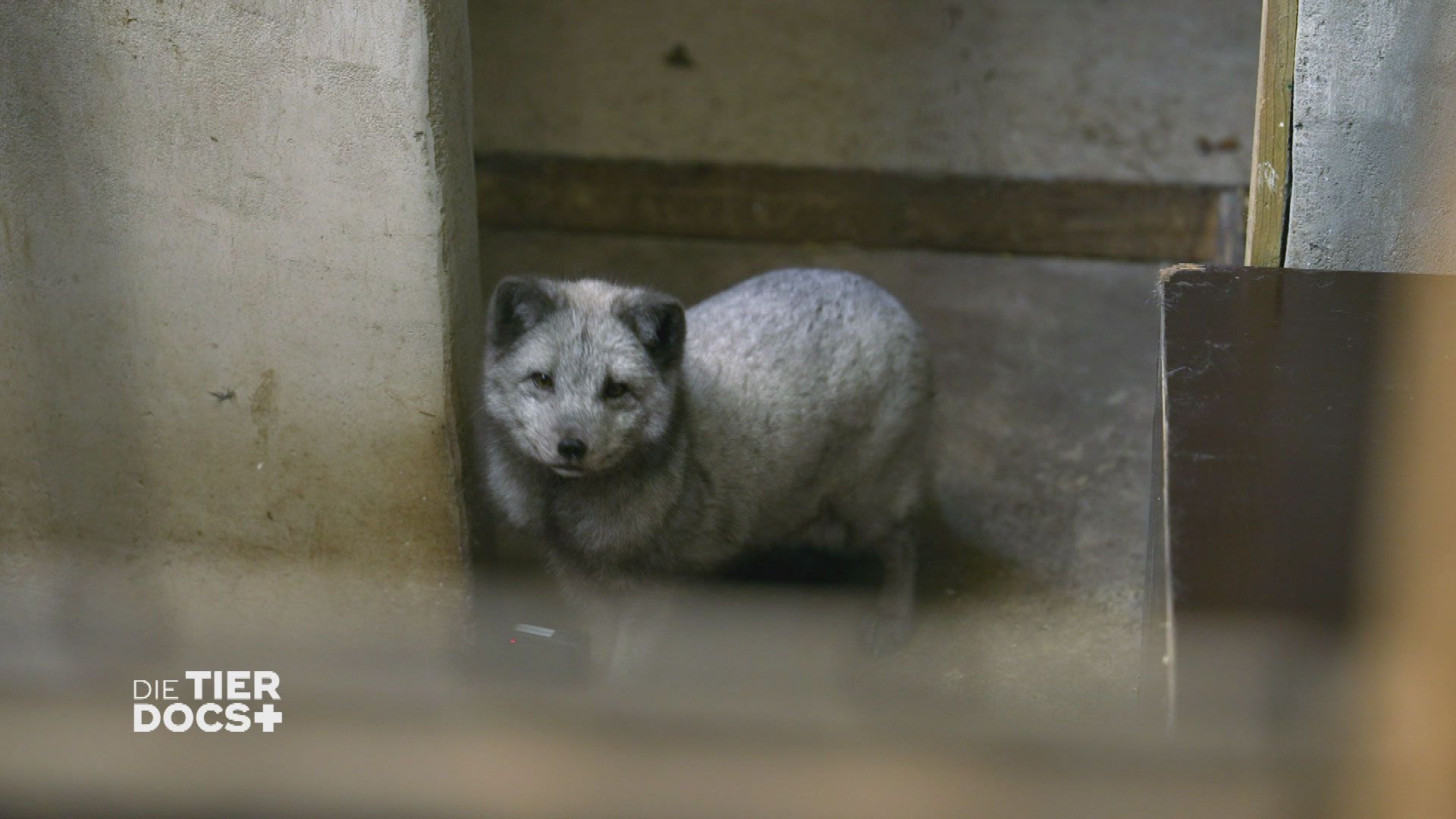 Kratzalarm auf Gut Herrenhöhe