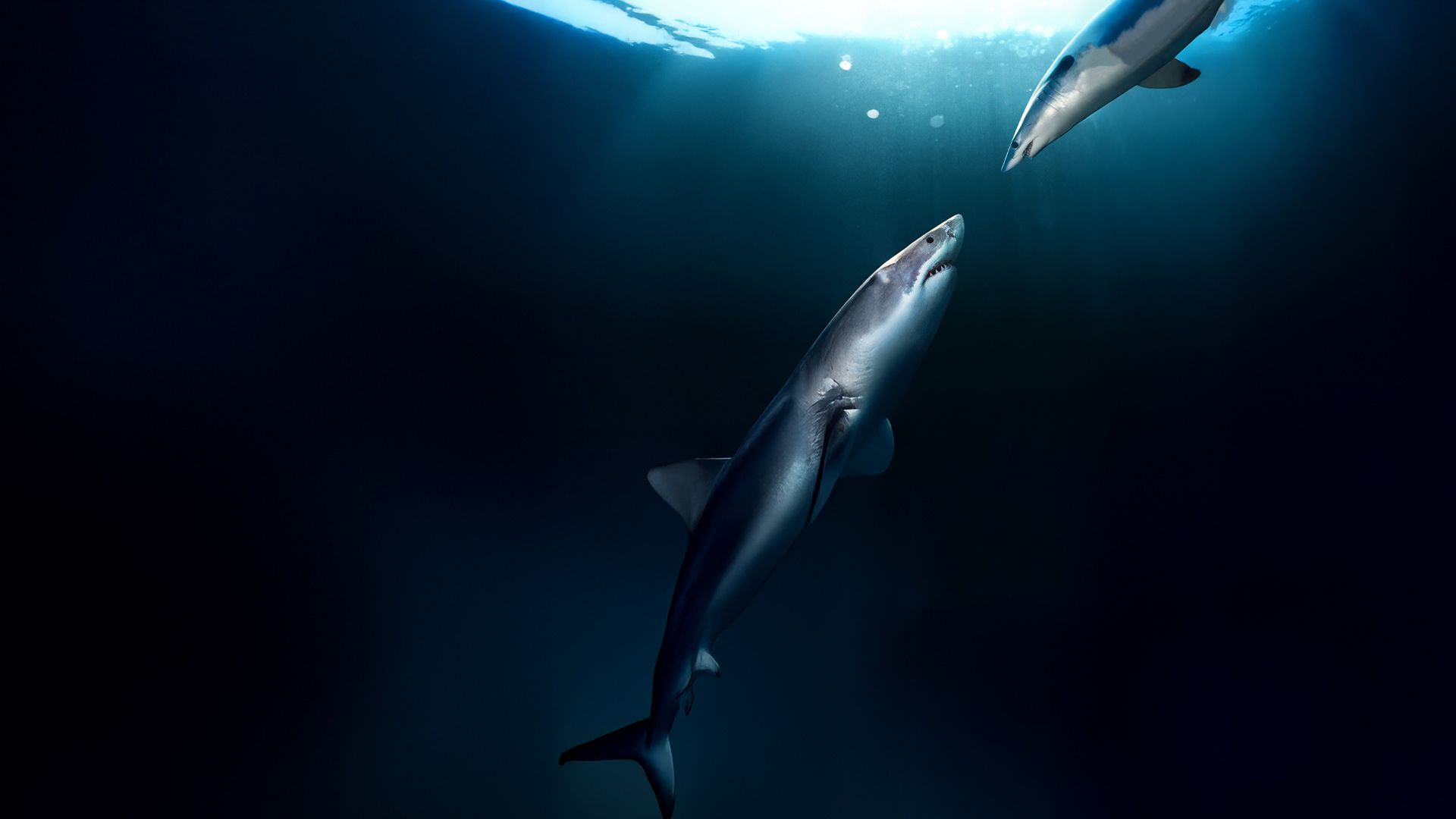 Clash of Killers - Begegnung der Giganten