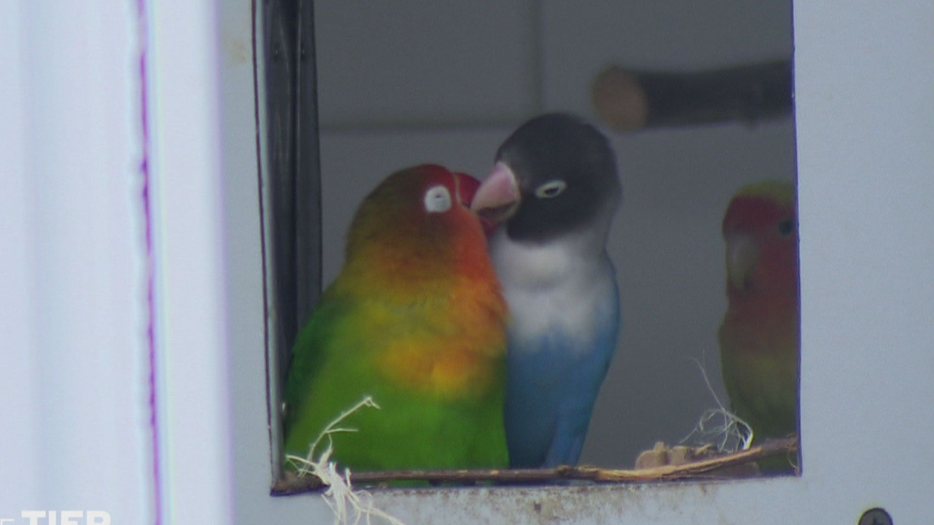 Bunte Turteltäubchen im Tierheim Berlin
