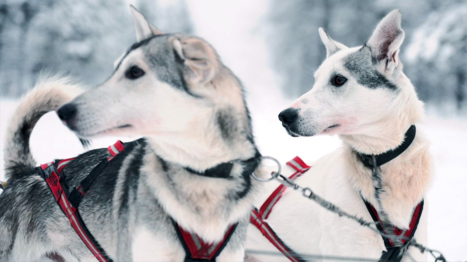 Hundeschlitten Unfall?