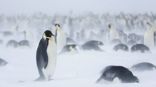 Polar Experience Polar Experience Folge 2: Pinguinforscher in der Antarktis