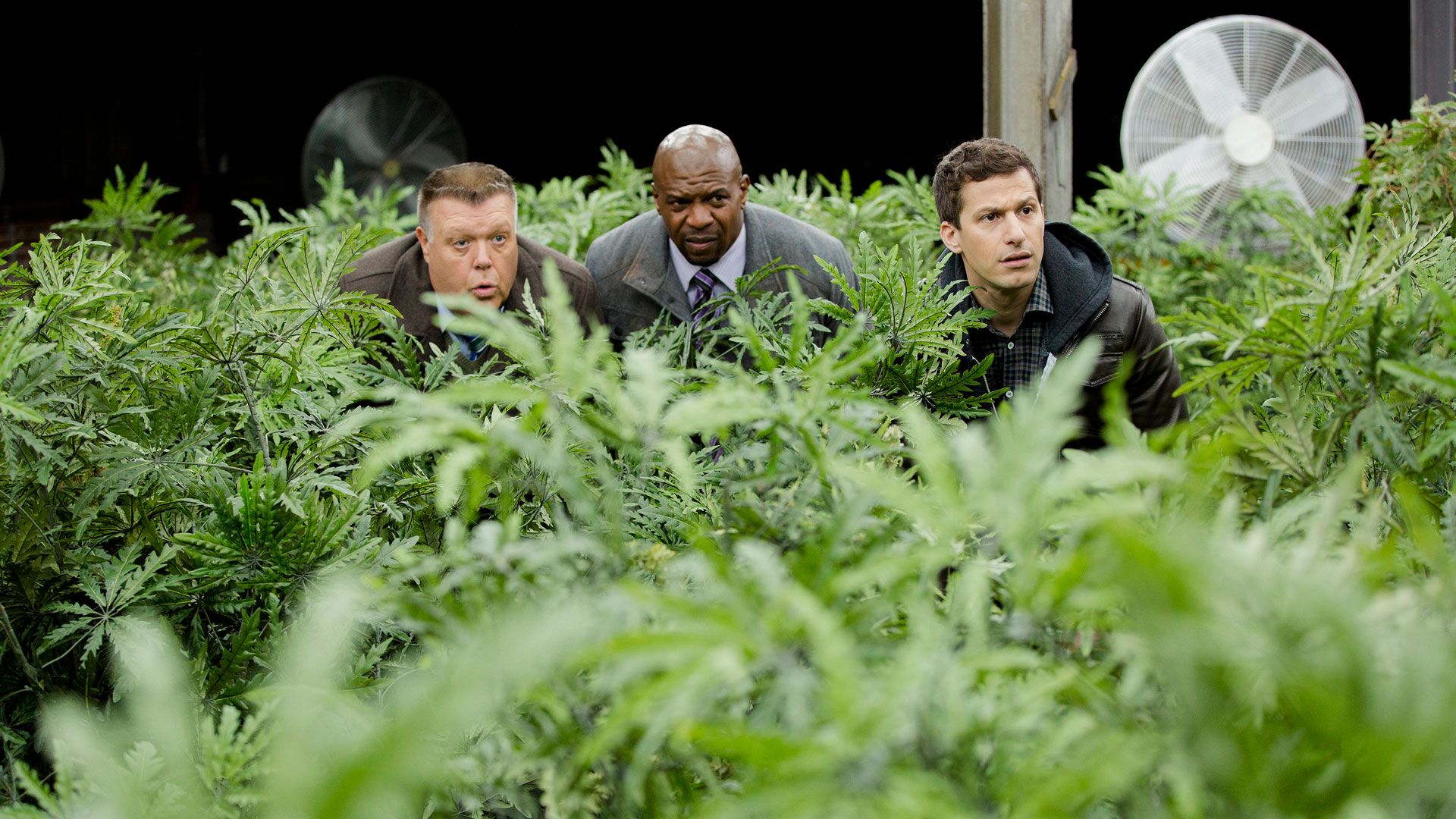 Die Bohnen schlagen zurück