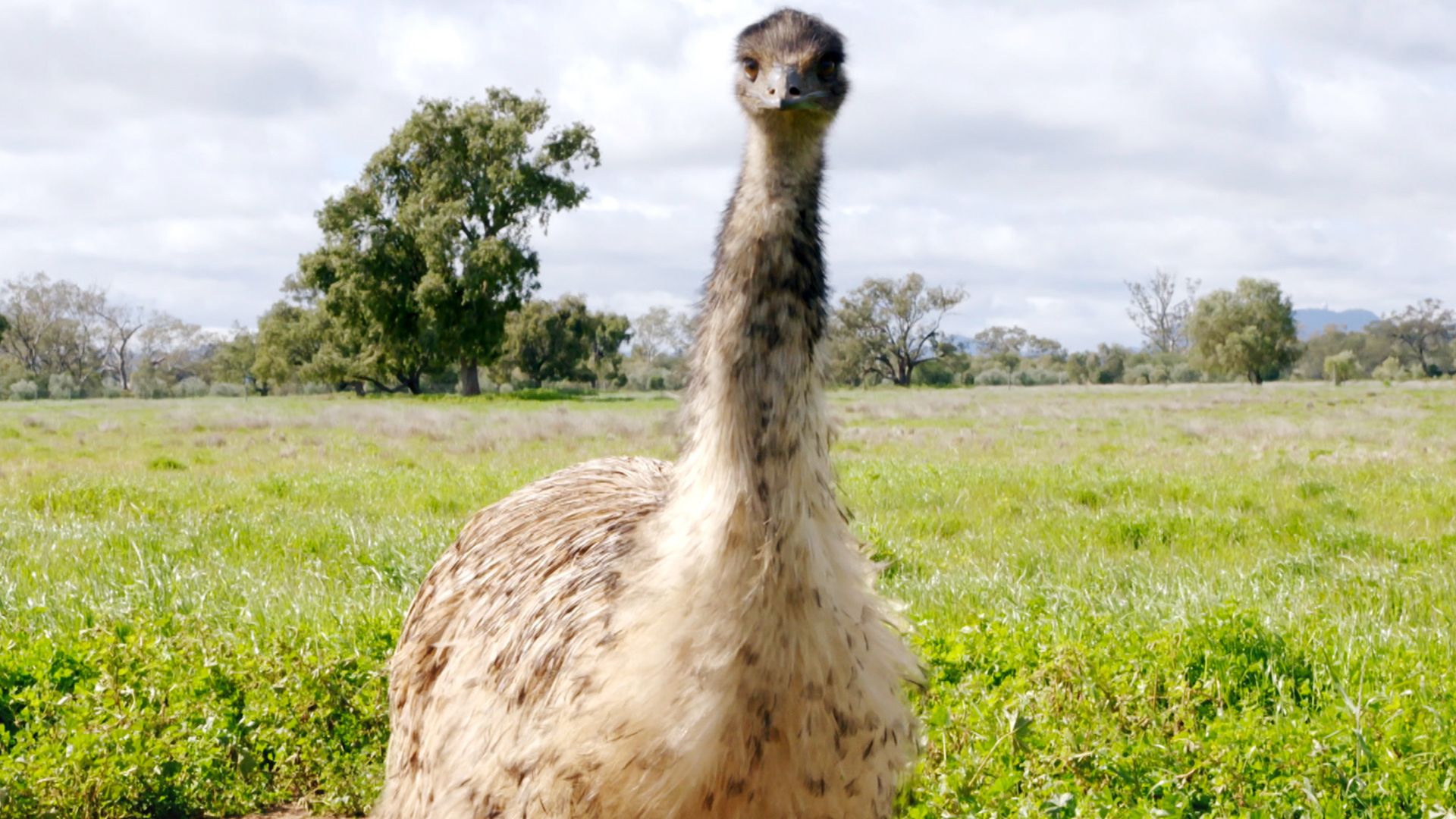 Das geheime Leben der Emus