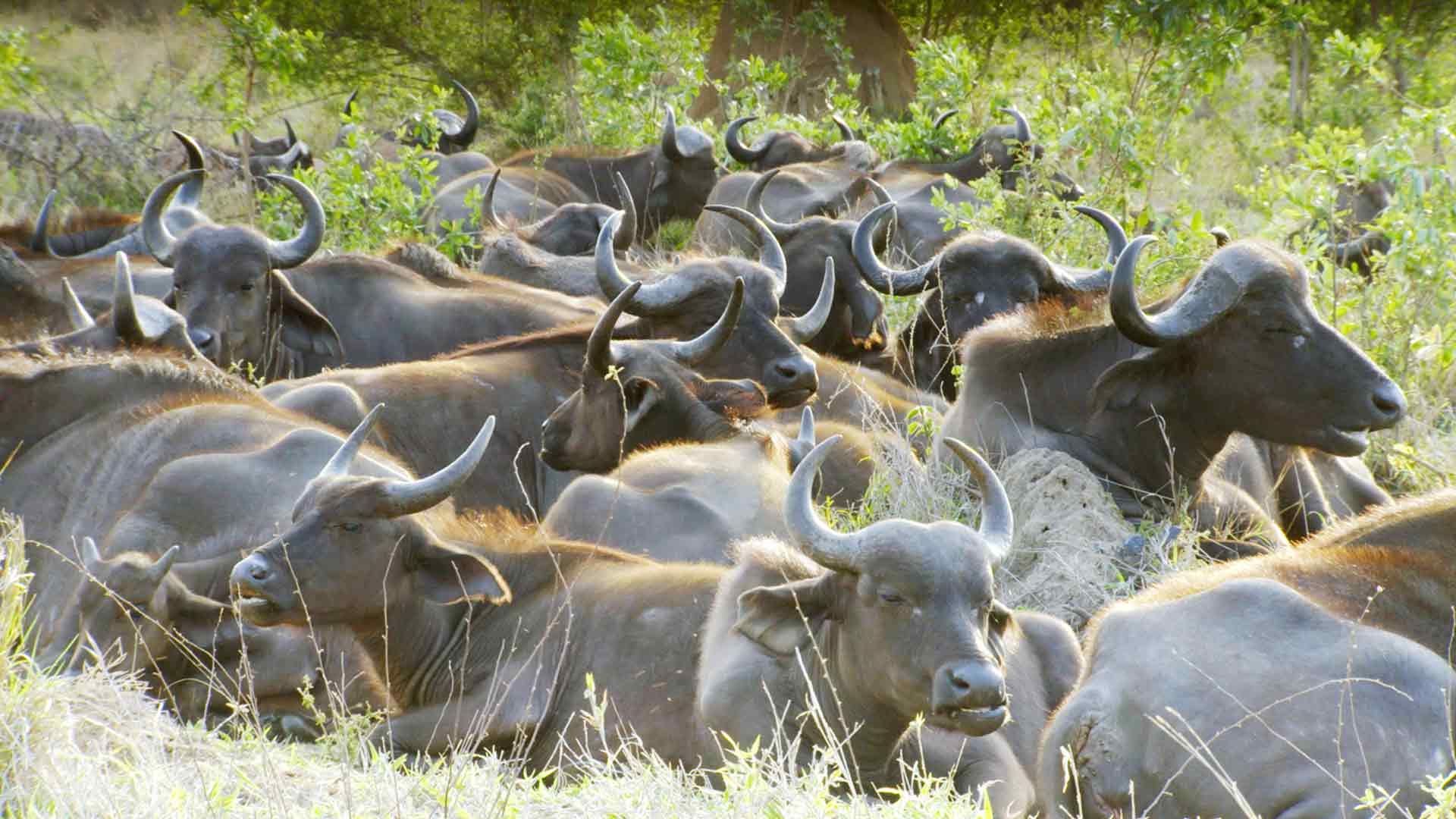 Afrikanische Großkatzen