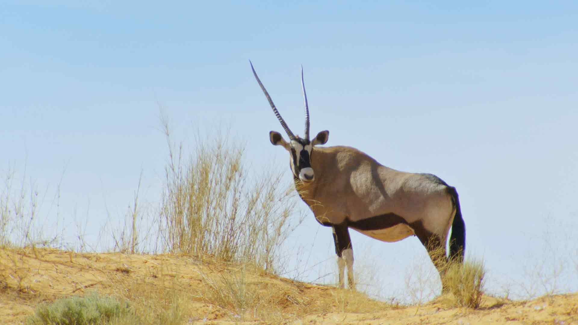 Springbock und Impala: Herdenleben