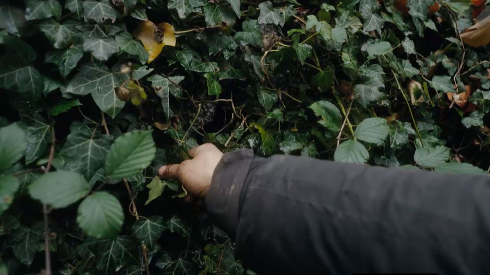 Tag 64: Waschmittel aus Efeu, klappt das?