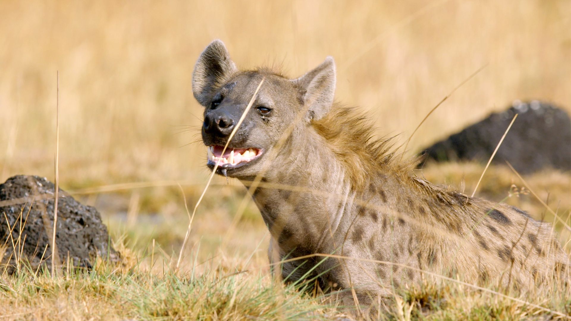 Leben und Tod in der Prärie