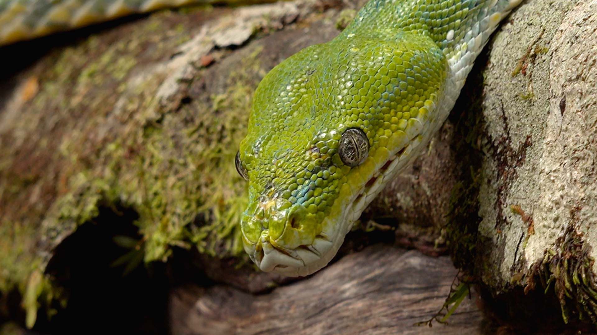 Das geheimnisvolle Leben der Schlangen