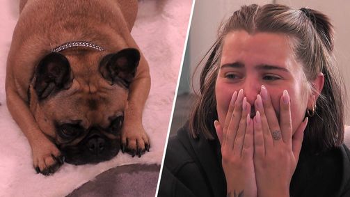 Big Brother Big Brother - Staffel 2024 Folge 89: Tageszusammenfassung 88: Tierische Freude bei den Bewohnern