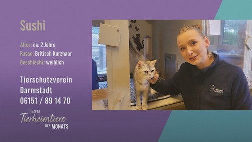 Unsere Tierheimtiere des Monats Unsere Tierheimtiere des Monats Folge 31: Eine Katze für Familien: Sushi
