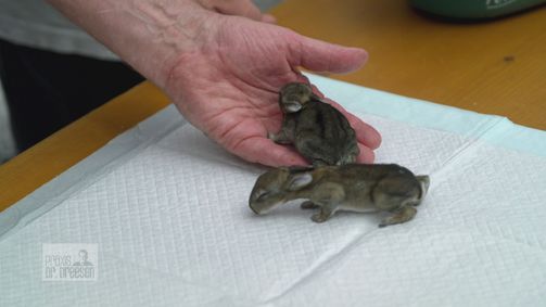 Praxis Dr. Dreesen - Ein Hof für Tiere Praxis Dr. Dreesen - Ein Hof für Tiere Folge 5: Kaninchen Babys im Doppelpack