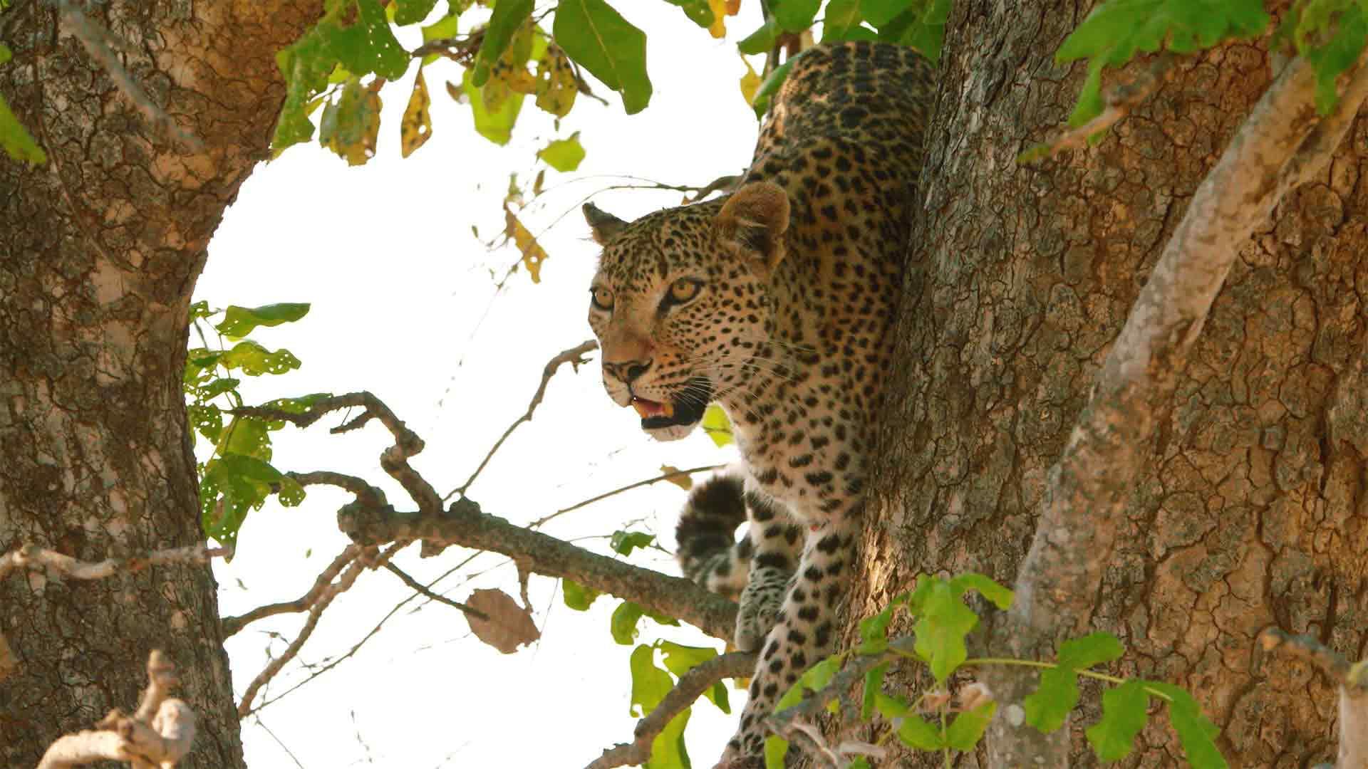 Das letzte Gefecht eines Leoparden