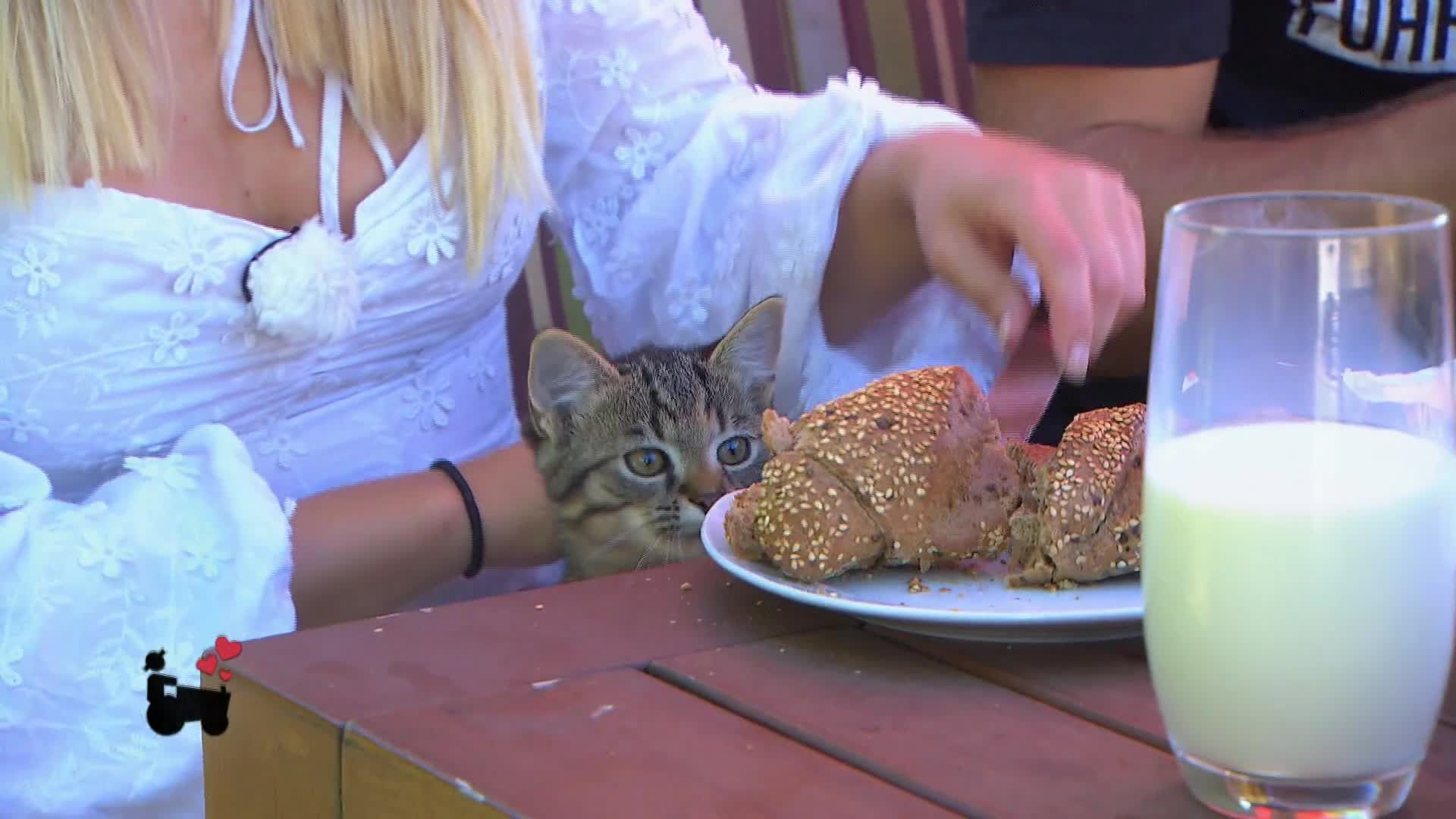 Staffel 20 Folge 15: Katerfrühstück